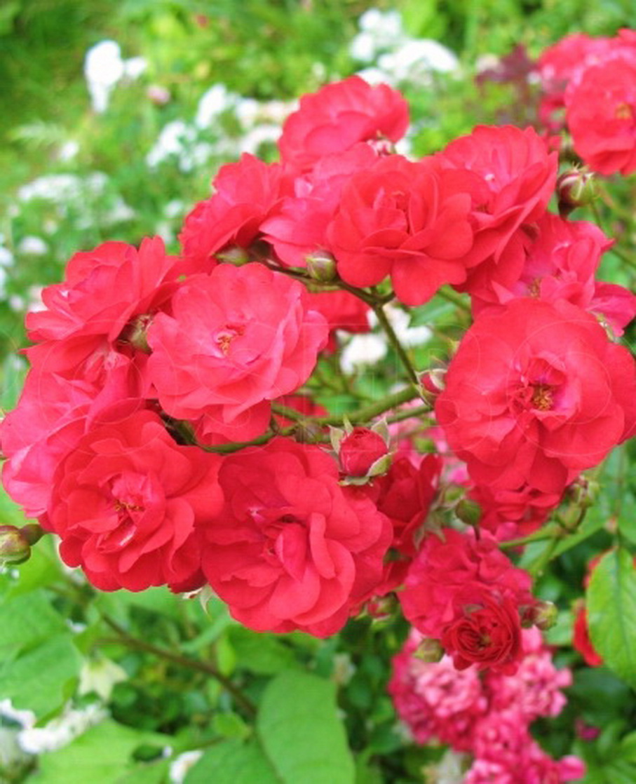 Роза `Ред Фери`, Rosa `Red Fairy` | СадПарад